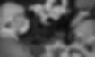 1936892_1102266239110_7988753_n.jpg