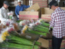 ガーベラ出荷前の品質管理の様子