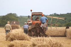 Coupe des gerbes