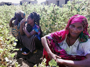 Ethiopia: Protect People as Tigray Crisis Escalates