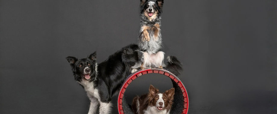 Mutts Gone Nuts