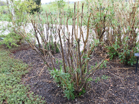 Spring Pruning in Winchester, VA