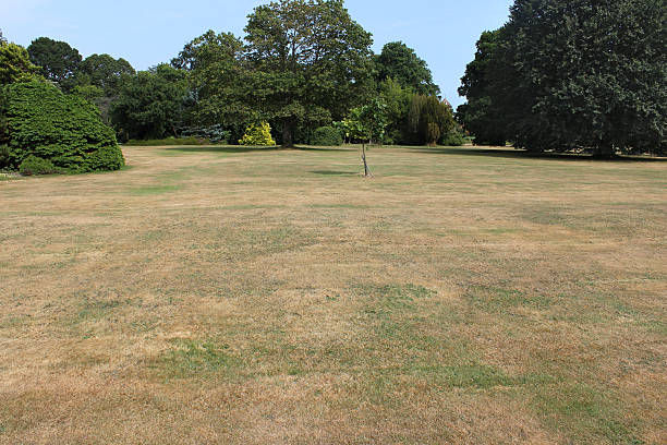 Lawn care mowing lawn maintenance mulch beds weeding trimming