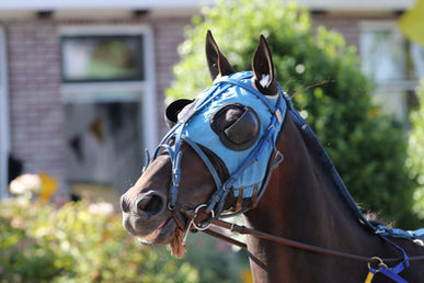 2231 - Medemblik -3.jpg