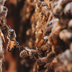 Photographing Bees: Finding Beauty in the Buzz