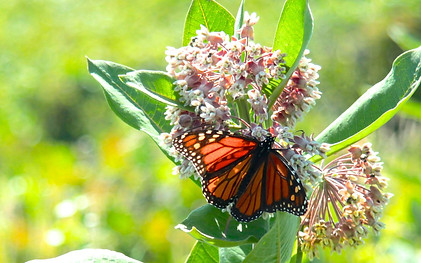 C.Coccaro_butterfly 2.jpg