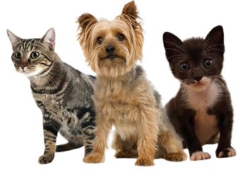 yorky_mit_katzen-removebg-preview.png