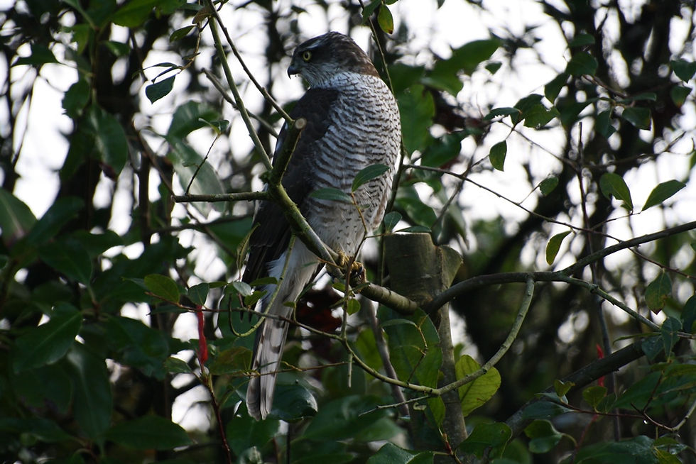 IMG_18797 Sparrowhawk, Ross, Co. Meath rfw