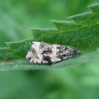 Celypha lacunana.jpeg