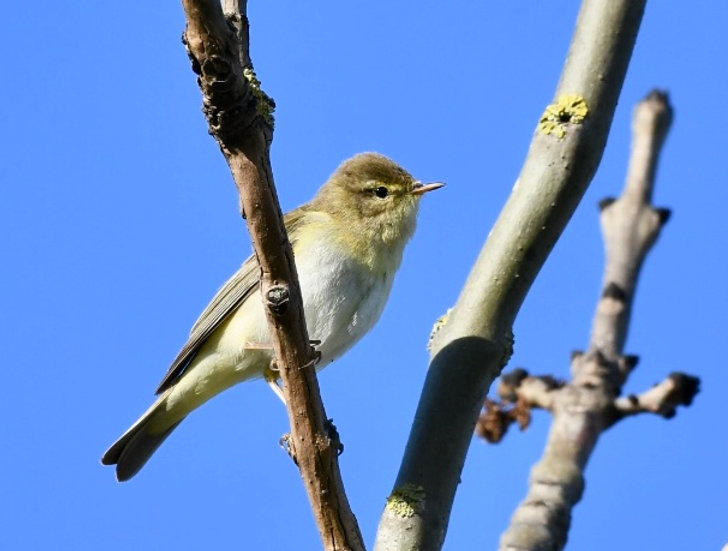 Willow Warbler.jpeg