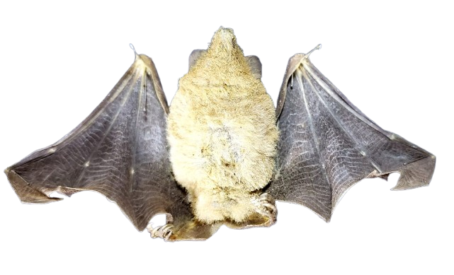 Glossophaga mutica