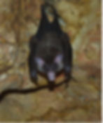 Vampire bat - spectral.jpg