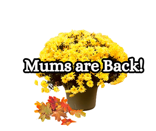 Cream Creative Flower Seed Sale Facebook Post copy_edited.png