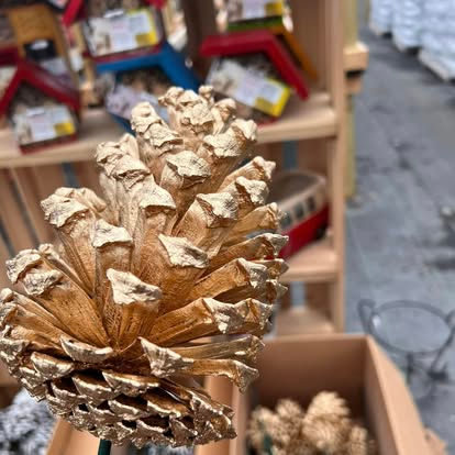 480266128_540145072415144_5169682558079108120_n