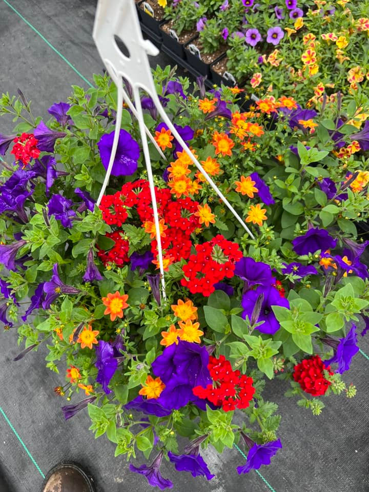 Thumbnail: 12" Hanging Basket