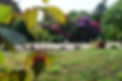 Idyllischer Garten im Ferienhaus Kirschblüte Detern, Ostfriesland