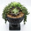 Thumbnail: Medium Trailing Succulent Terrarium