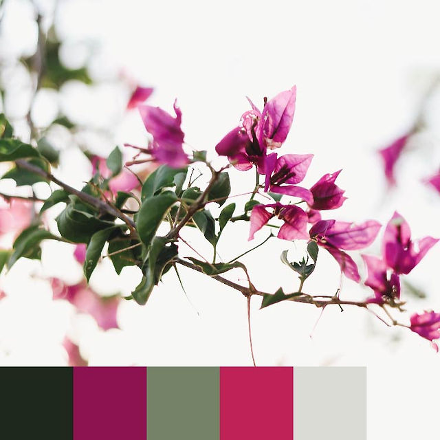 Brand aesthetic example based on a branch of magenta colored flowers