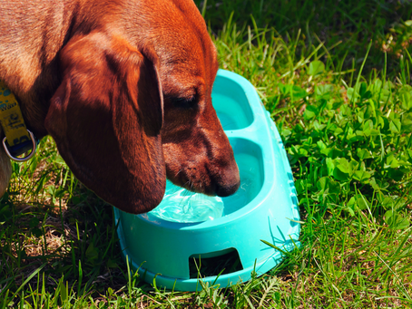 Keeping Your Dog Cool in the Hot Summer Weather