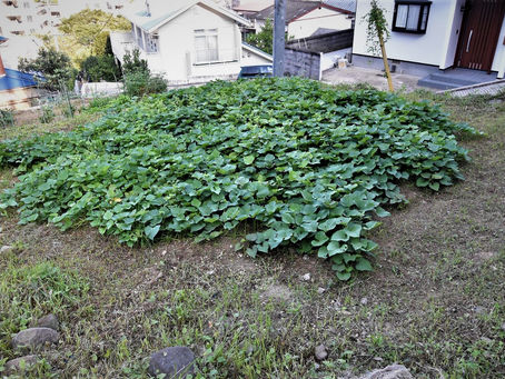 園児達のサツマイモ