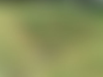 梅雨入り前に草刈りボランティア