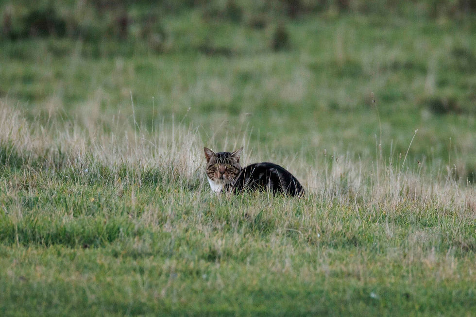 oscarkokako via iNaturalist CC BY NC ND