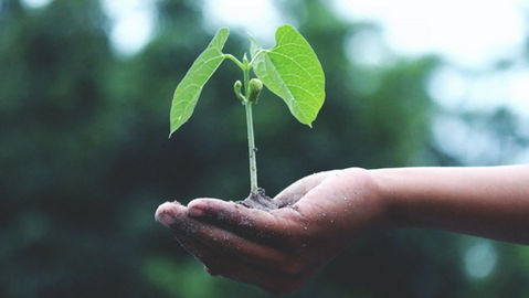 The limited impact of positive cueing on pro-environmental choices