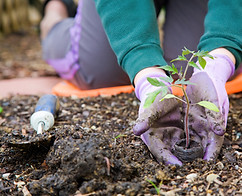 Gardener