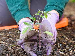Gardener