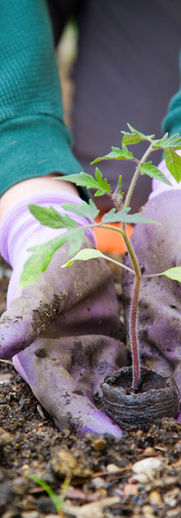 GARDEN ESTABLISHMENT COACHING