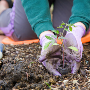 Huerta en casa: Tips para prepararla