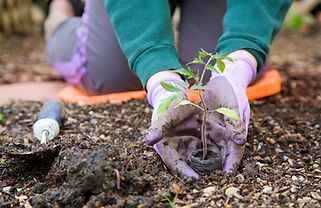 Plantation de semis