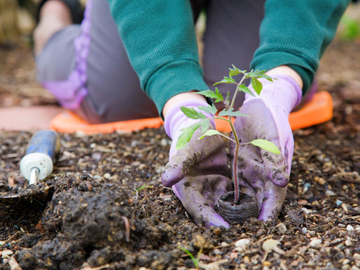 Mindful Gardening: the art of subtle and constant practice
