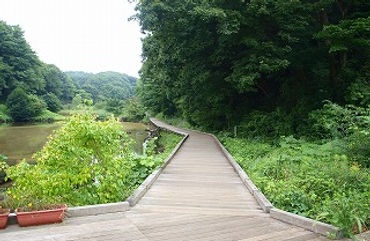 はす池沿いの散策路