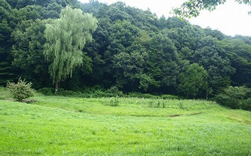 春の草原の向こうにシダレヤナギ