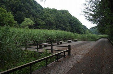 アシ原 ベンチ