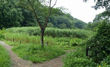 ネムの木の分岐