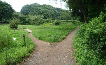 分岐