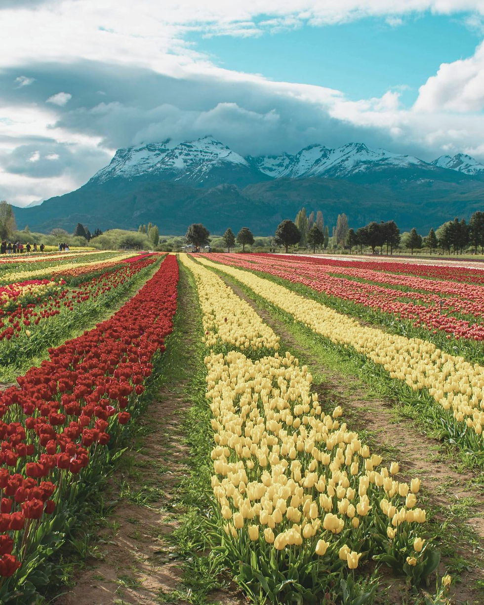 Diplomatura en Focusing 2026.jpg