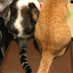 with his house mate Kloeh another rescue