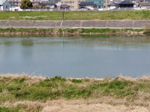 早朝の一斉清掃と、これからの「住民参加型」環境整備に思うこと