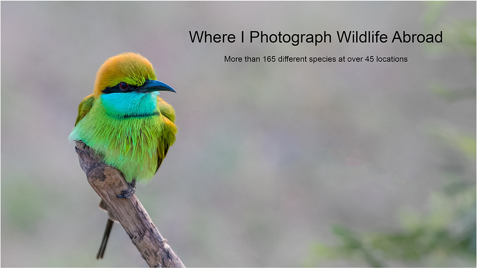 Where I Photograph Wildlife Abroad.jpg