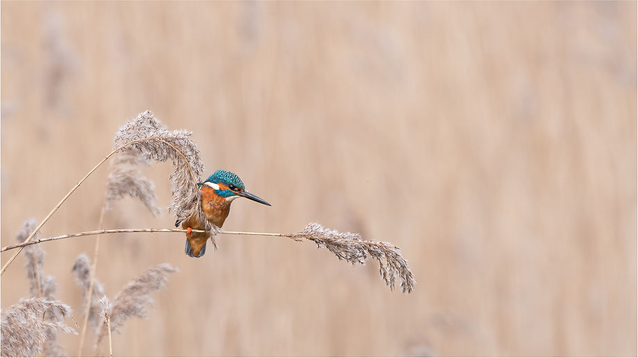 170204 Lakenheath Fen 153-Edit-3-Edit.jpg
