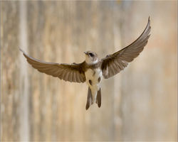Sand Martin