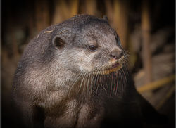 Asian Short-clawed Otter