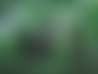 THE SYAMISENISTからのお知らせ