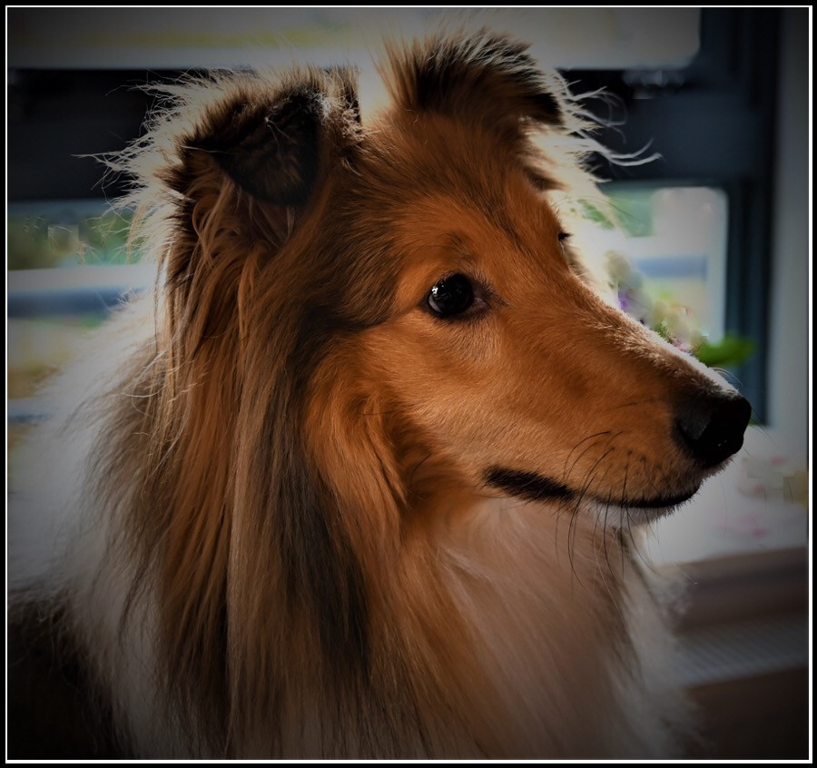 Waiting for Walkies