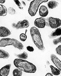 bacteria-388.jpg
