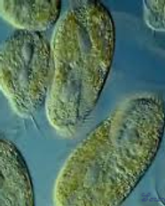 9-amazing-facts-about-Protozoa.png