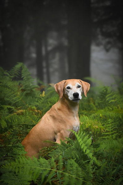 CANINE PORTRAITURE